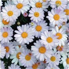Cocochamomile Clarifying tonic.jpg