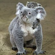 Koala-Mummy