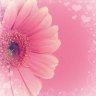 Pink Daisy