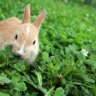 Rinoa_bunnies