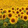 sunflowerlover