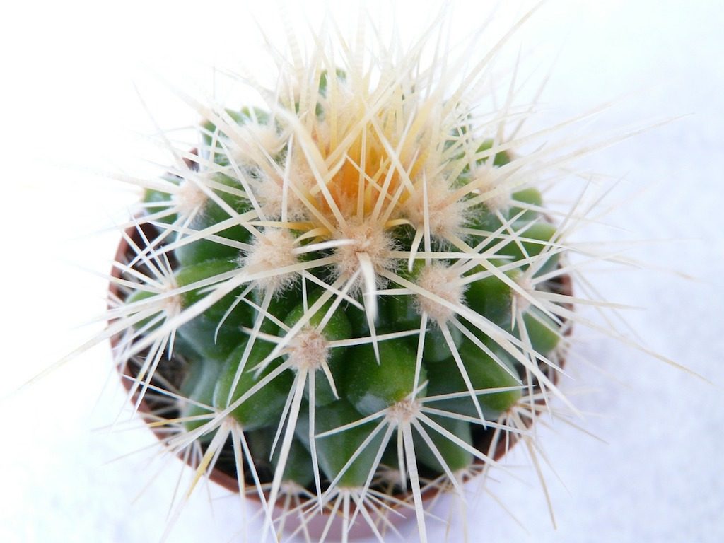 golden-ball-cactus-59896_1280-1024x768.jpg