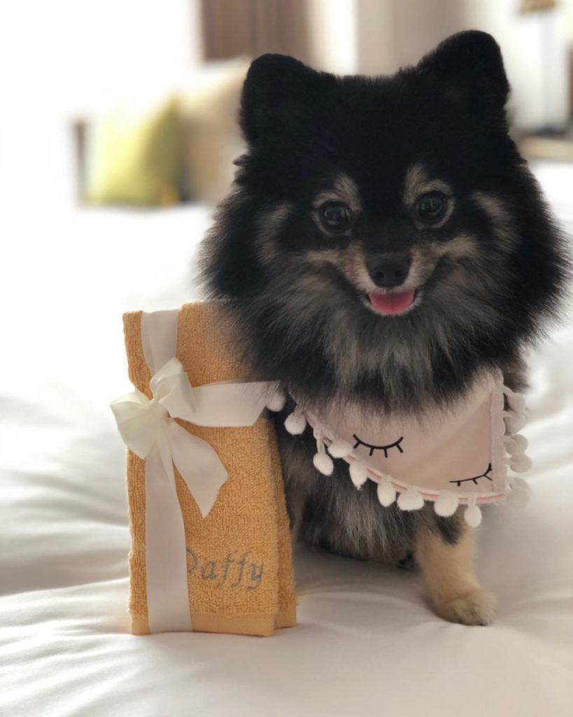 Pet-friendly hotels - Four Seasons Hotel Singapore