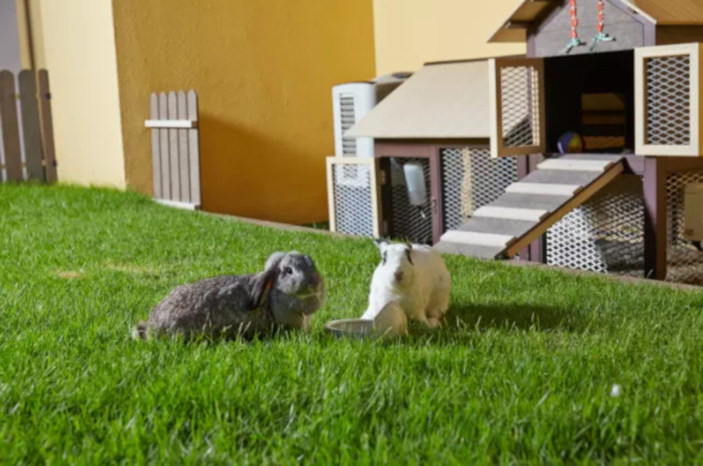 Pet-friendly serviced apartments - Village Residence Robertson Quay