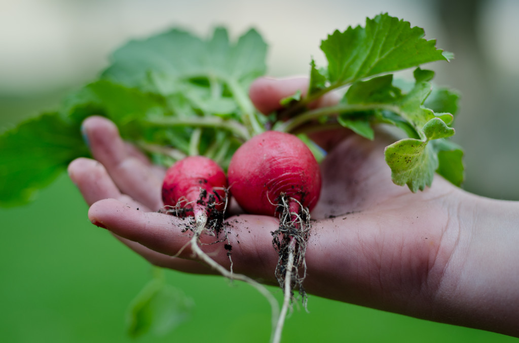 harvesting radishes