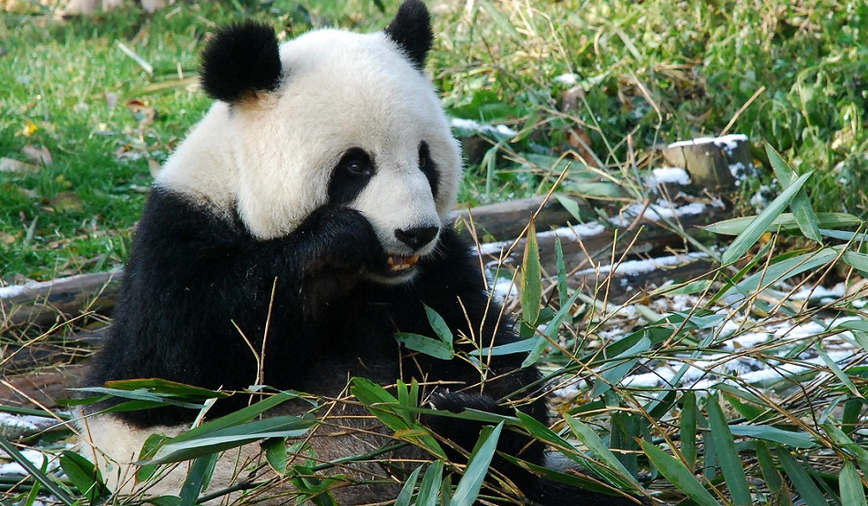 Chengdu Panda Breeding Centre Live Interactive Tour in February
