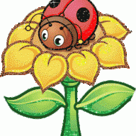 ladybug12