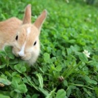 Rinoa_bunnies