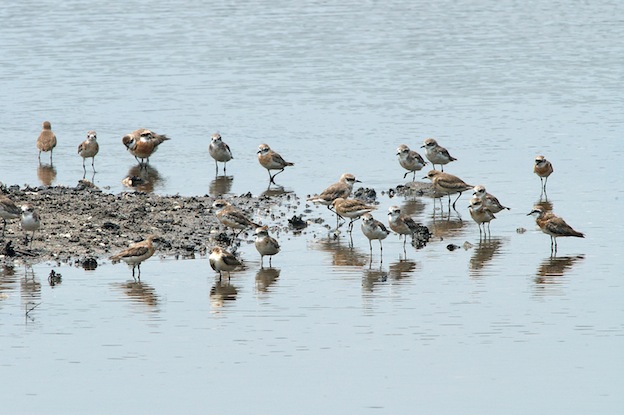 Lesser Sand Plover Migratory bird at Sungei Buloh Wetland Reserve