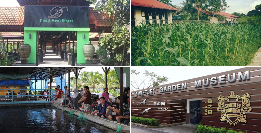 Staycation activities at D'Kranji Farm Resort