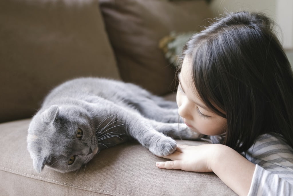 A little girl hangs out with her Scottish Fold cat. Her hand and the cat's paw are touching, demonstrating their love for each other. They are both very relaxed and lying on a couch in their home.
