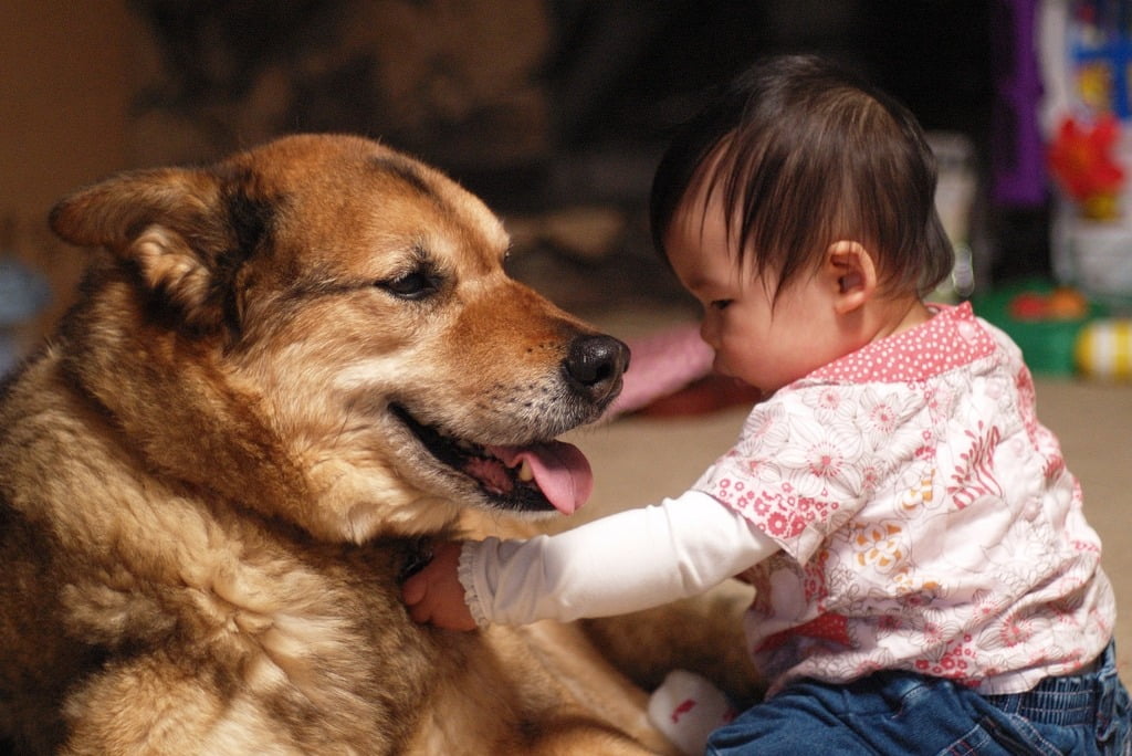 kids-and-pets-dogs