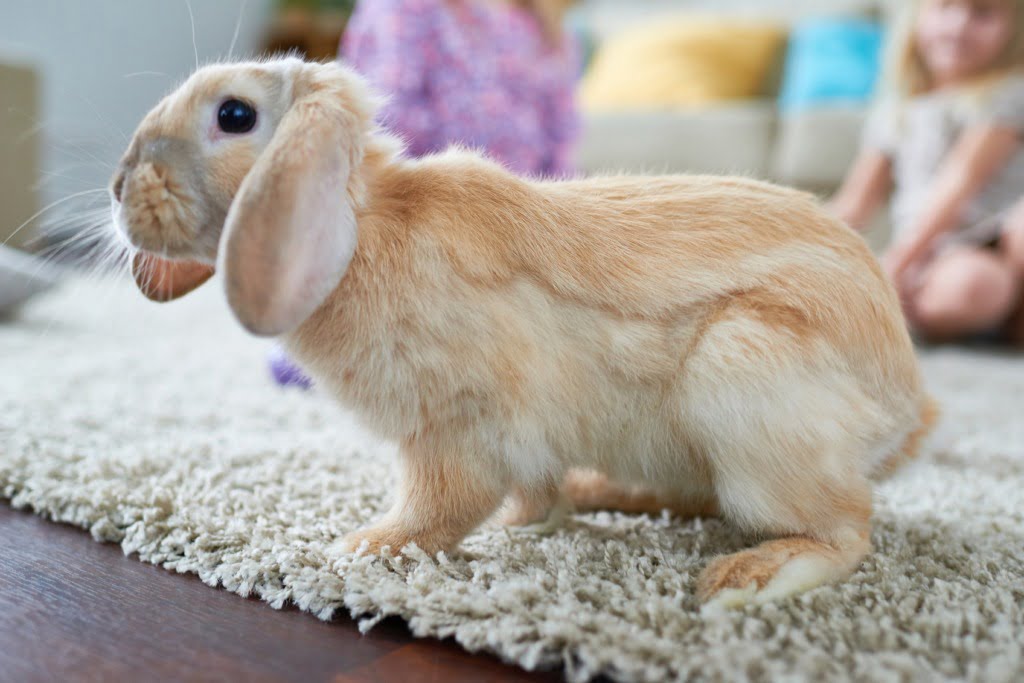 Easter rabbit with set back ears sitting on carpet