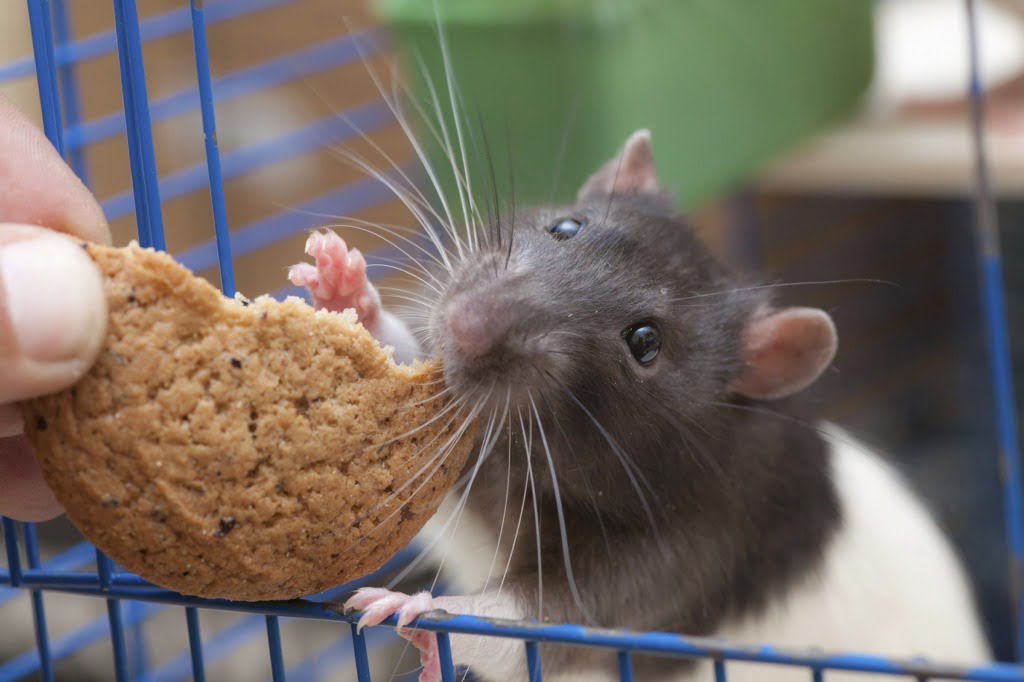 domestic rat in a cage eating cookies