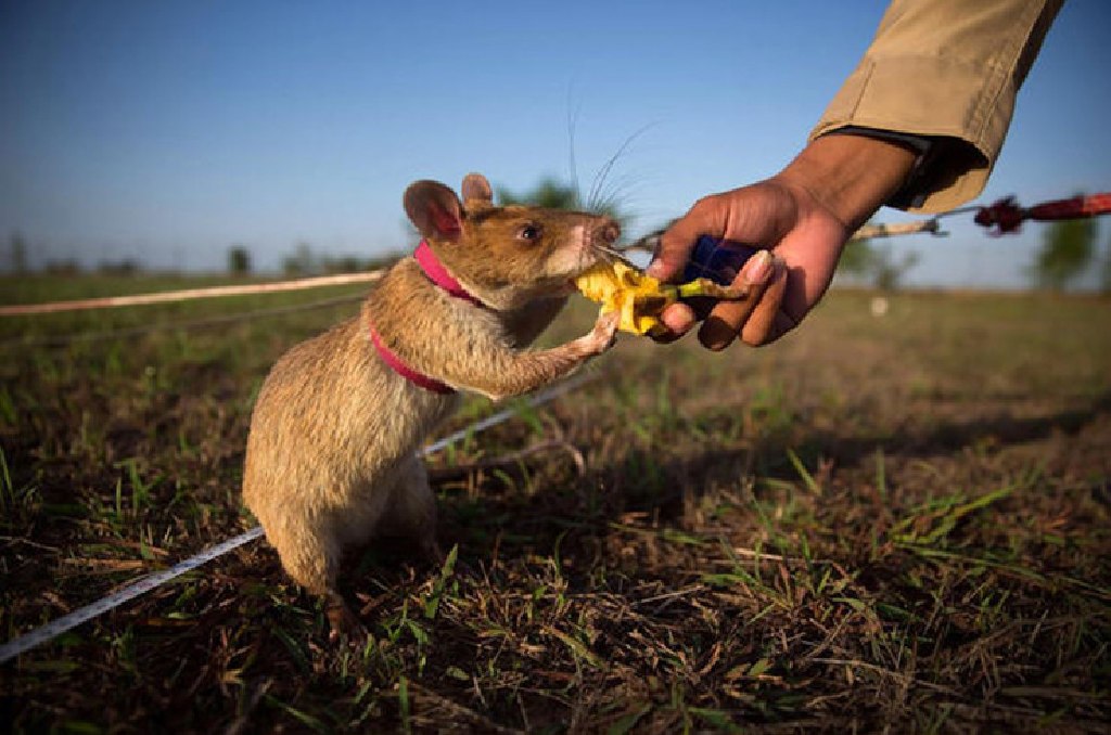 Christmas non-toy gift -herorats