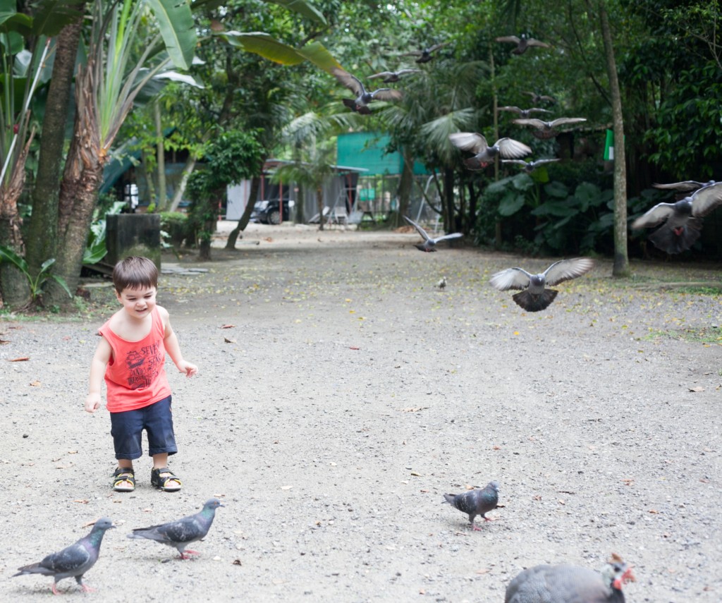 The Animal Resort - birds