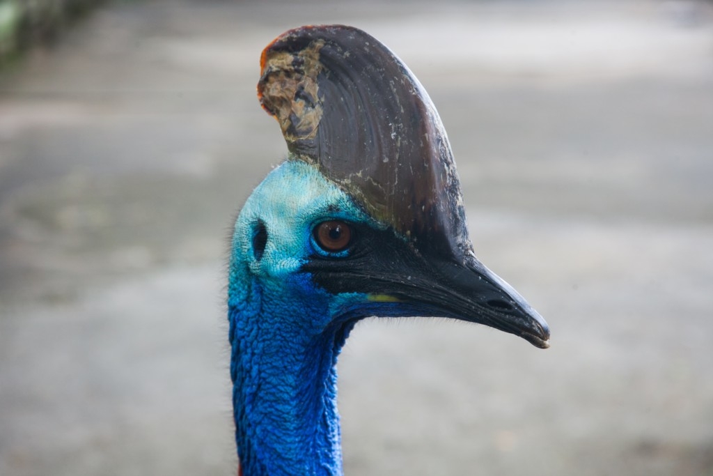 The Animal Resort - cassowary