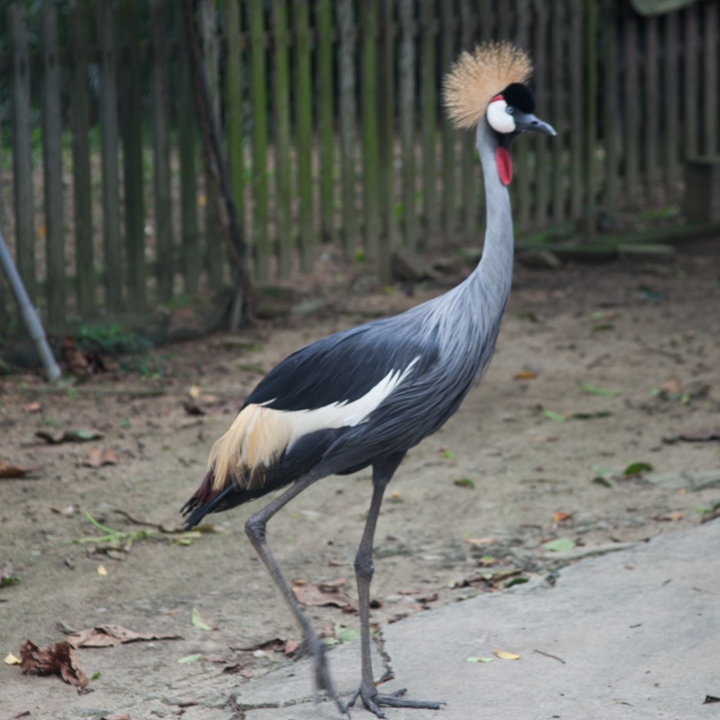The Animal Resort - crane