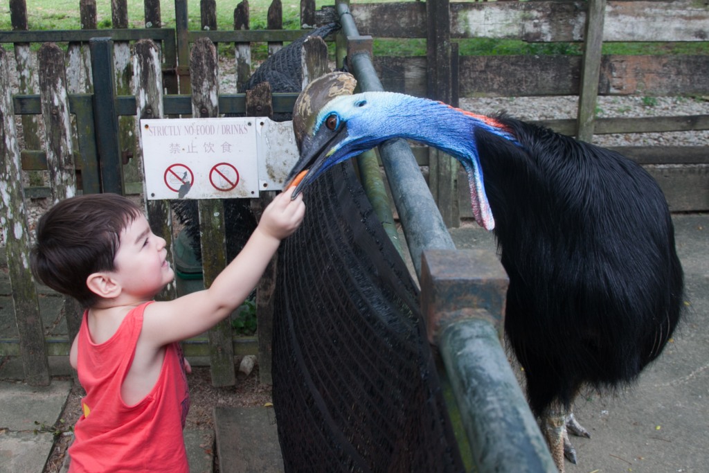 The Animal Resort - feed-cassowary