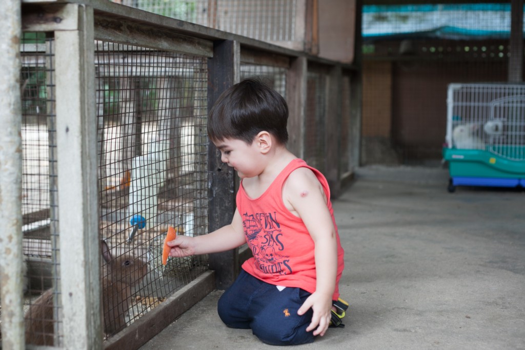 The Animal Resort - feed-rabbits