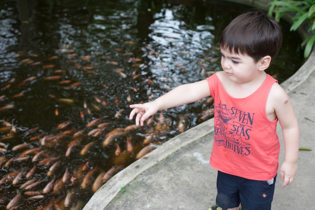 The Animal Resort - fish-pond