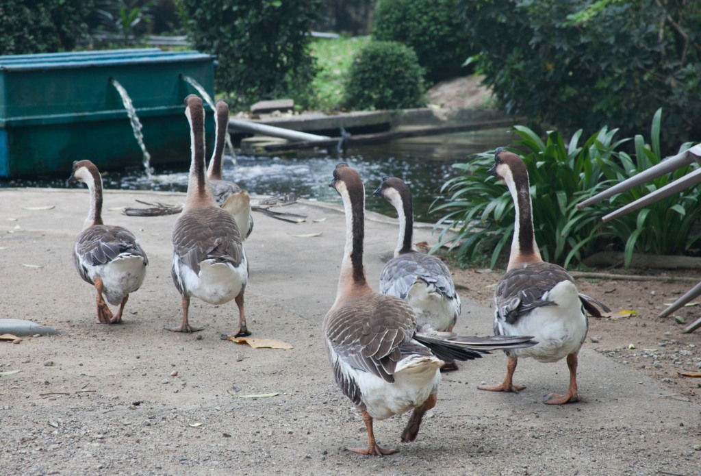 The Animal Resort - geese