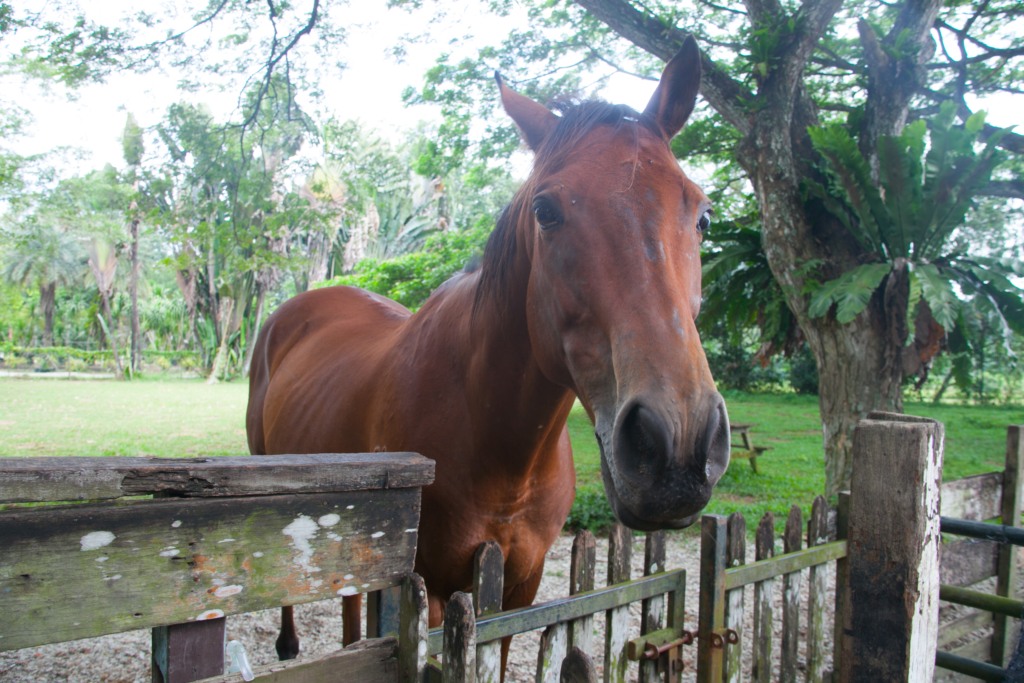 The Animal Resort - horse