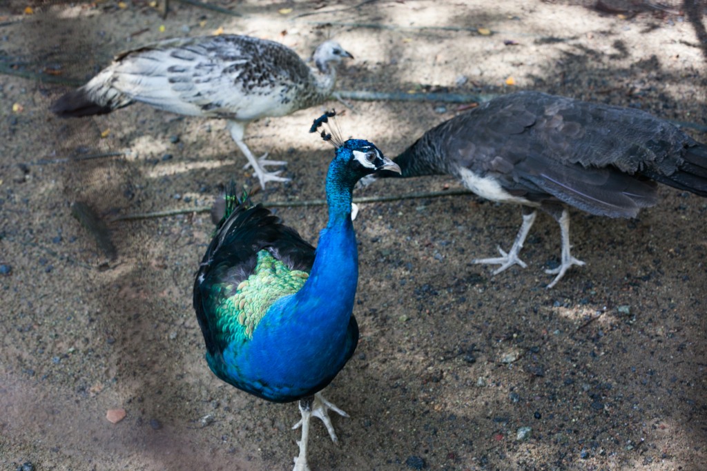 The Animal Resort - peafowl