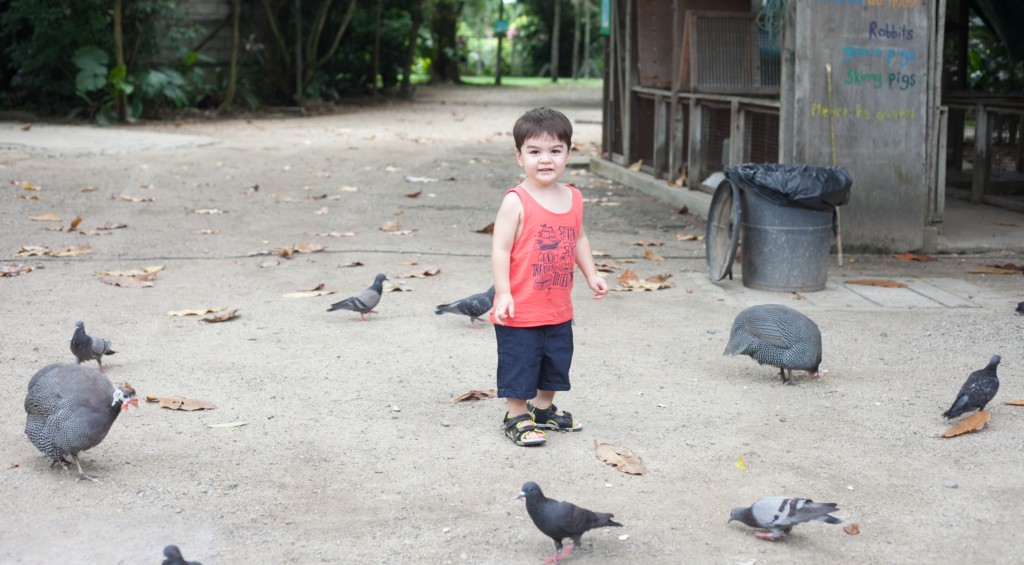 The Animal Resort - pigeons-turkeys