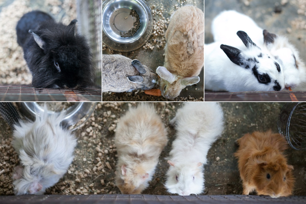 The Animal Resort - rabbits