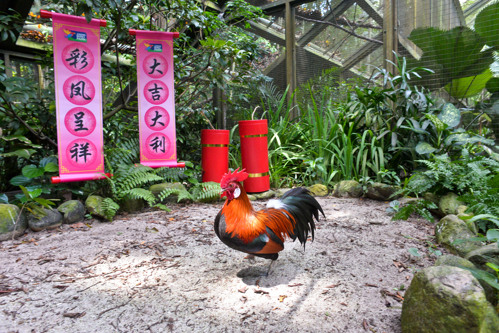 Auspicious Fowls at Jurong Bird Park, Night Safari, River Safari & S'pore Zoo