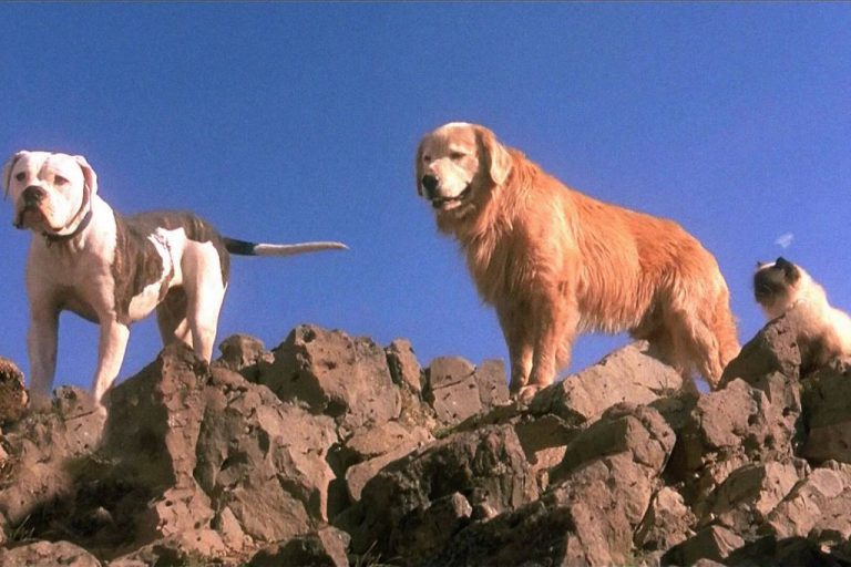 nostalgic movies - homeward bound