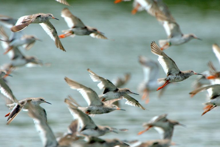 september - waders watch