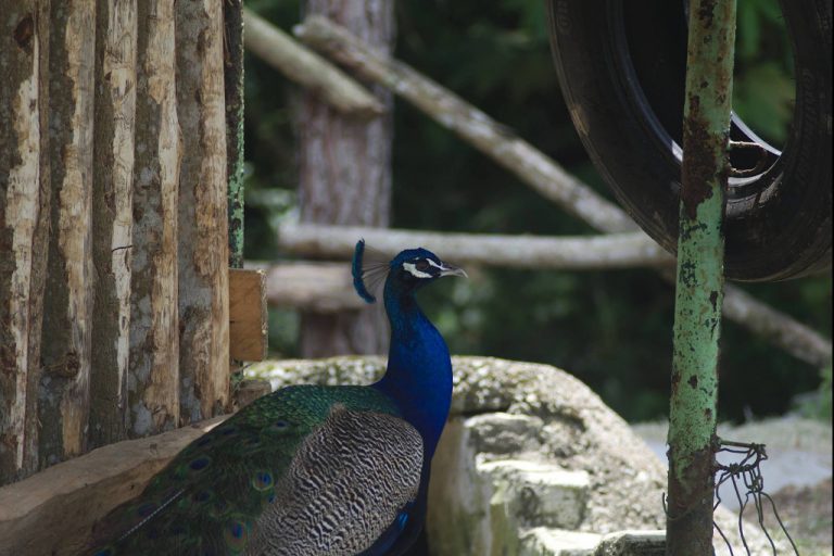 colmar tropicale review - peacock