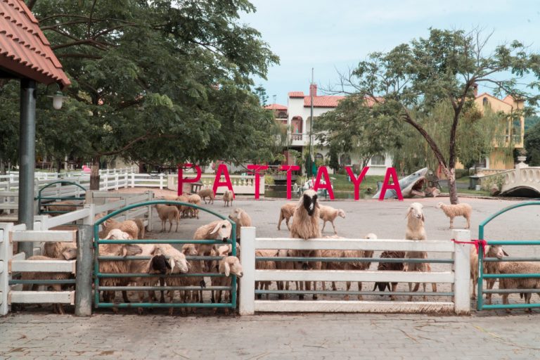 things to do in Pattaya - swiss sheep farm