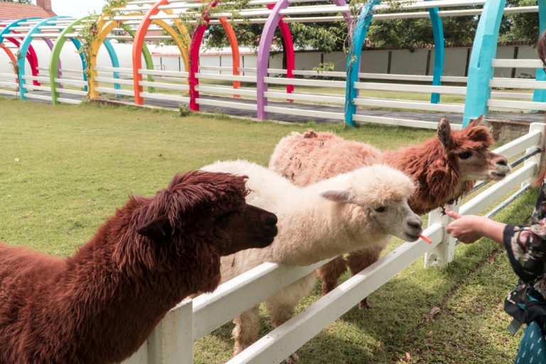 things to do in Pattaya - swiss sheep farm alpacas