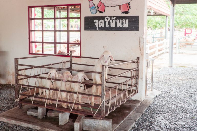 things to do in Pattaya - swiss sheep farm lambs