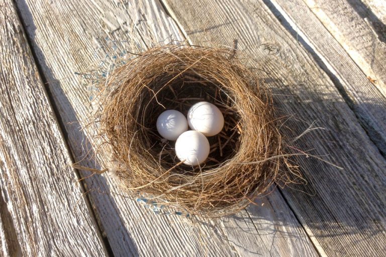 pregnancy week-by-week - nest eggs