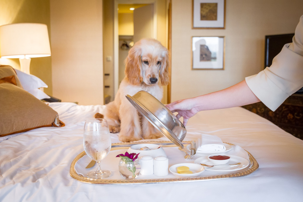 Pet-friendly hotels - Regent Singapore
