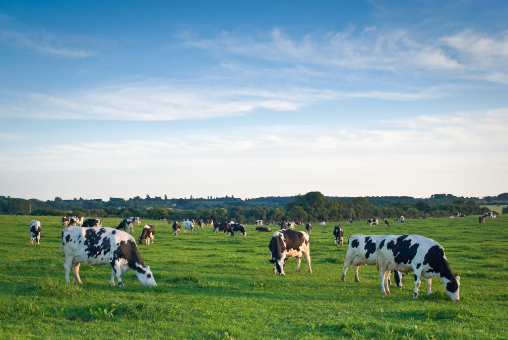 dumex formula milk - new zealand cows grazing in nature