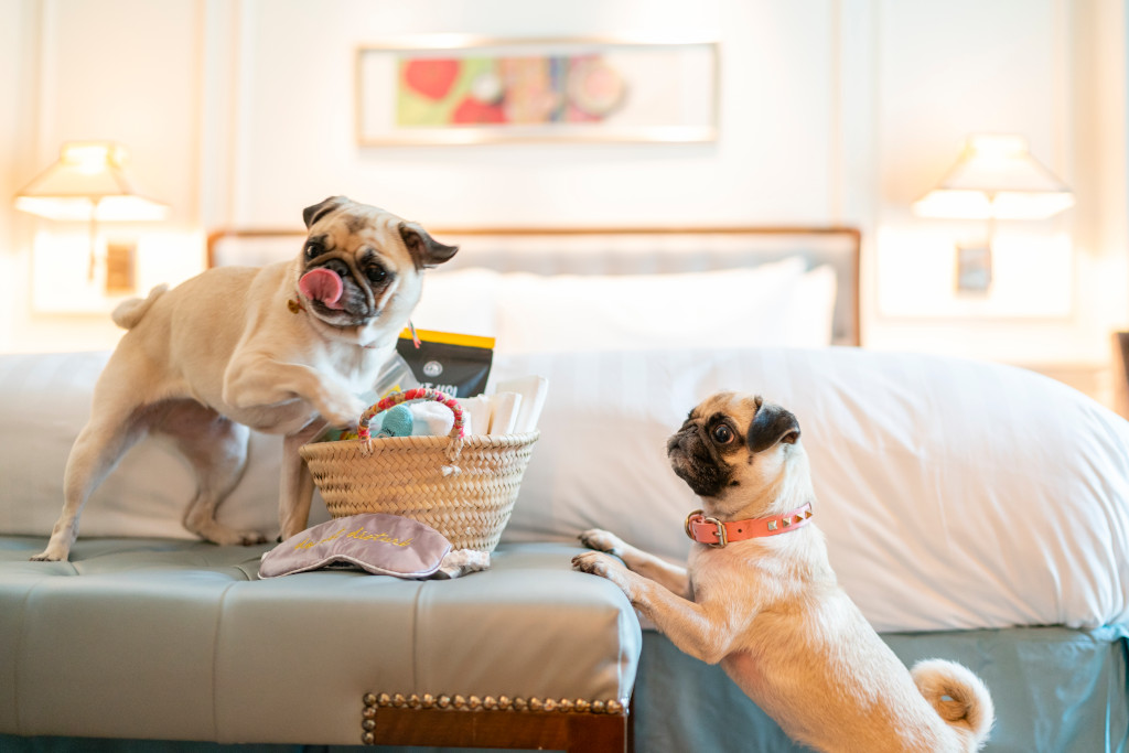 Paw-fect Staycations at InterContinental Singapore
