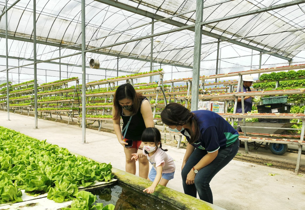 urban gardening with kids at Kok Fah Technology Farm