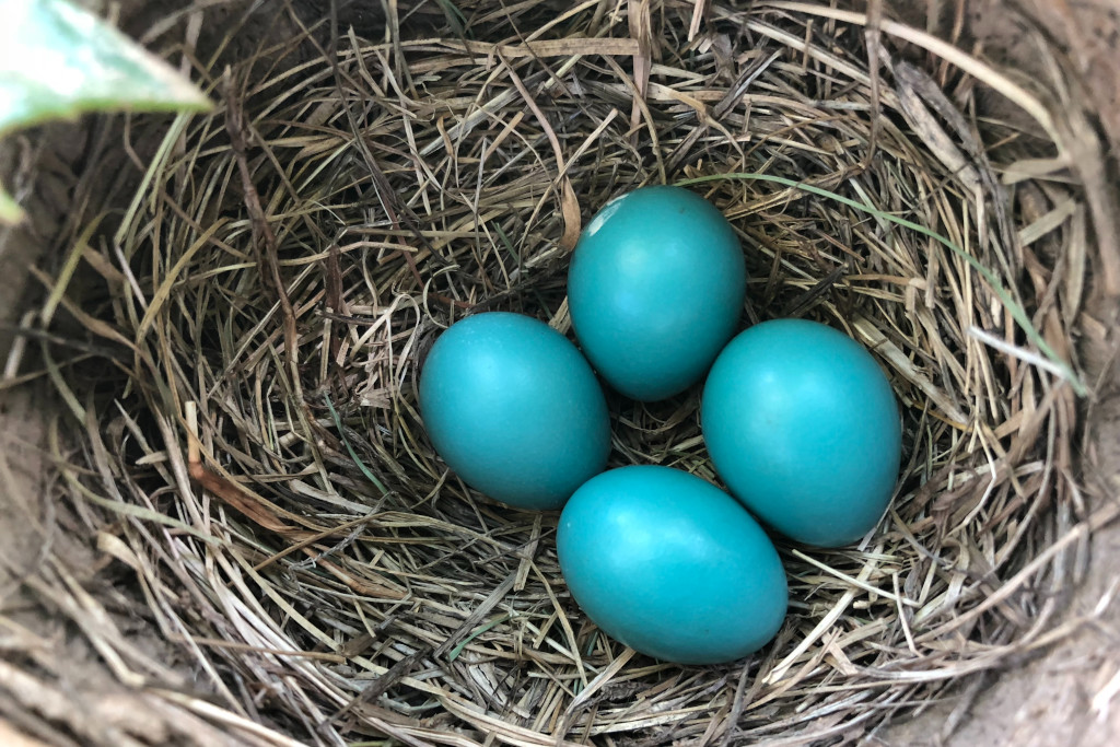 Four blue eggs in a nest