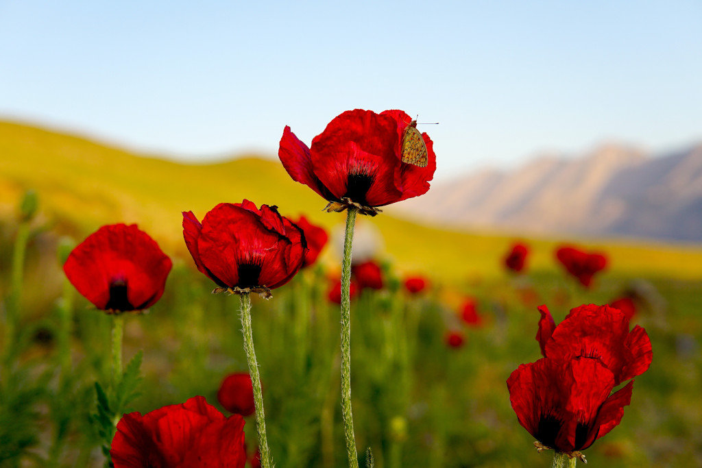 Normal or Express - tall poppy or short