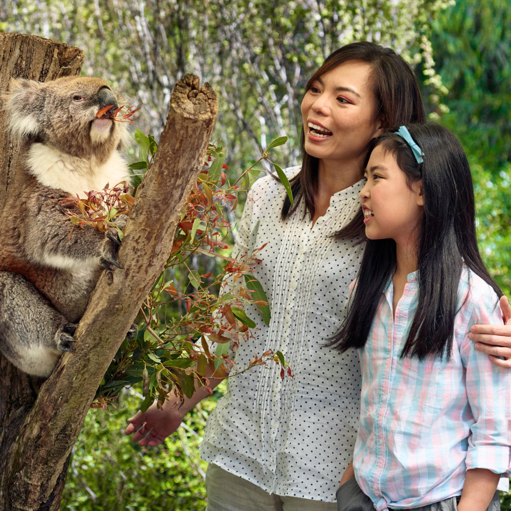 kid-friendly adventures in Australia at Cleland Conservation Park
