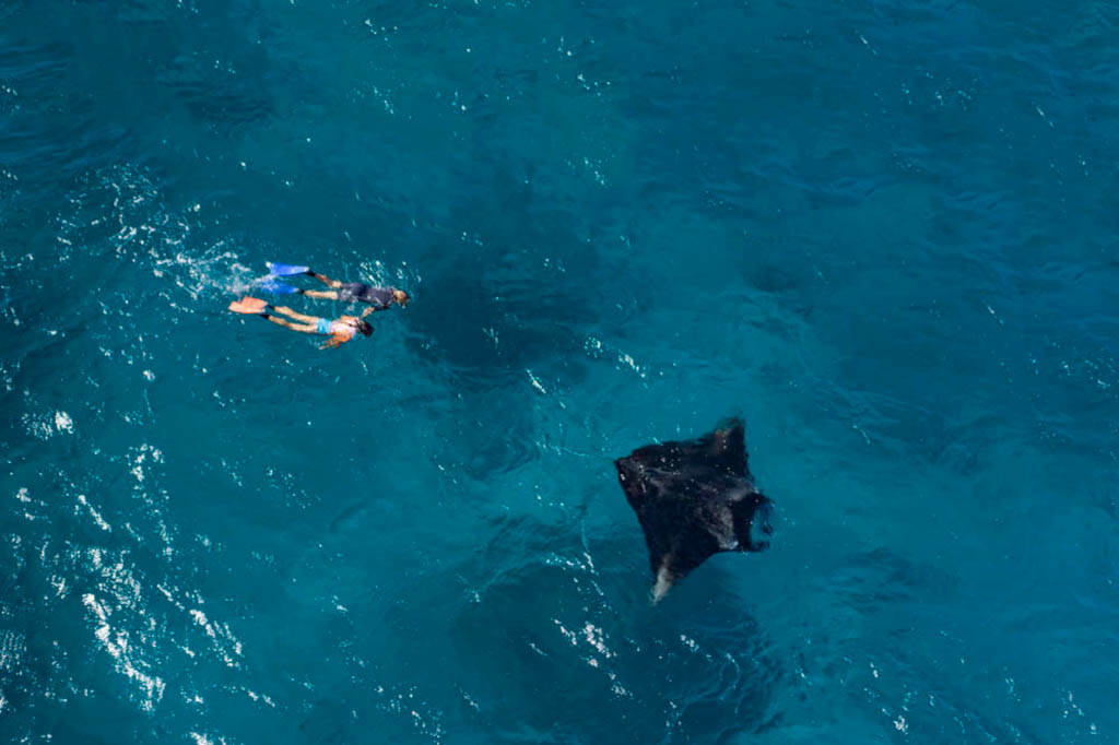 Snorkelling at Lady Elliot Island