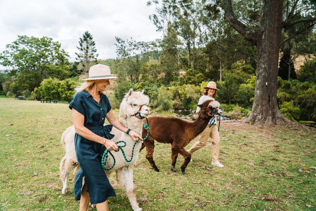 kid-friendly adventures in Australia at Mountview Alpaca Farm