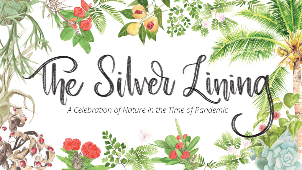 February 2022 - The Silver Lining: A Celebration of Nature in the Time of Pandemic