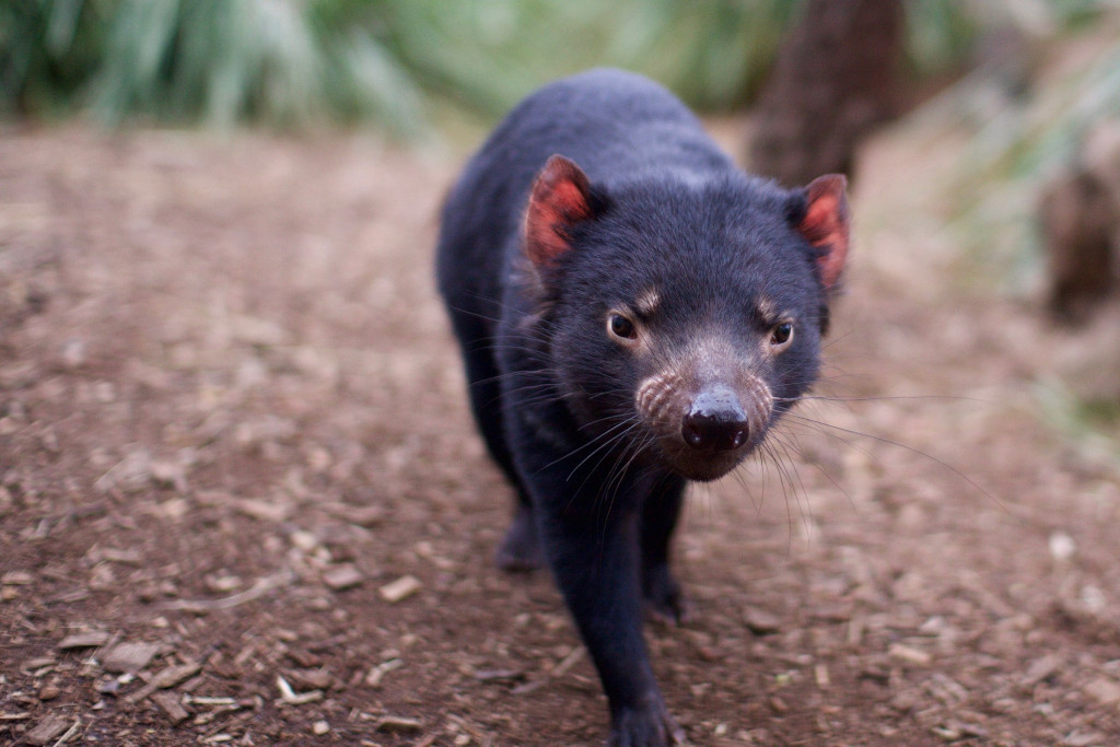 Tasmanian Devil at Bonorong Wildlife Sanctuary