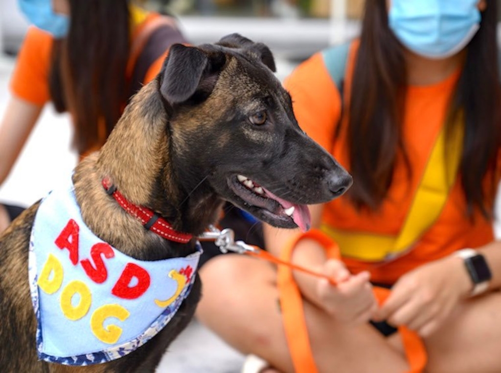 volunteer in Singapore - Action for Singapore Dogs